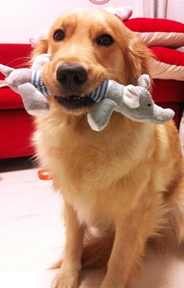 New-Dog-Toys-Pet-Puppy-Chew-Squeaker-Squeaky-Plush-Sound-Duck-Pig-amp-Elephant-Toys-3-Designs-FREE-S-32566130876