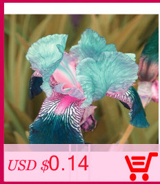 free-ship-20-Rare-Flower-Seeds-Anthurium-Andraeanu-Seeds-Balcony-Potted-Plant-Anthurium-Flower-Seeds-32482759693