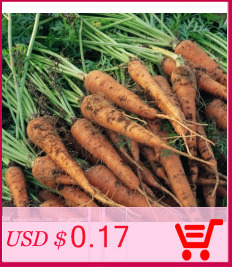 free-ship-20-Rare-Flower-Seeds-Anthurium-Andraeanu-Seeds-Balcony-Potted-Plant-Anthurium-Flower-Seeds-32482759693