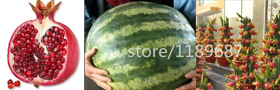 strawberry-seeds-500-big-strawberry-seeds-giant-and-deliciouns-NO-GMO-rare-bonsai-fruit-seeds-for-ho-32519147262