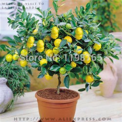 Free shipping 50 LEMON TREE SEEDS WITH HERMETIC PACKING * indoor outdoor AVAILABLE * HEIRLOOM FRUIT SEEDS LEMON seeds 49%